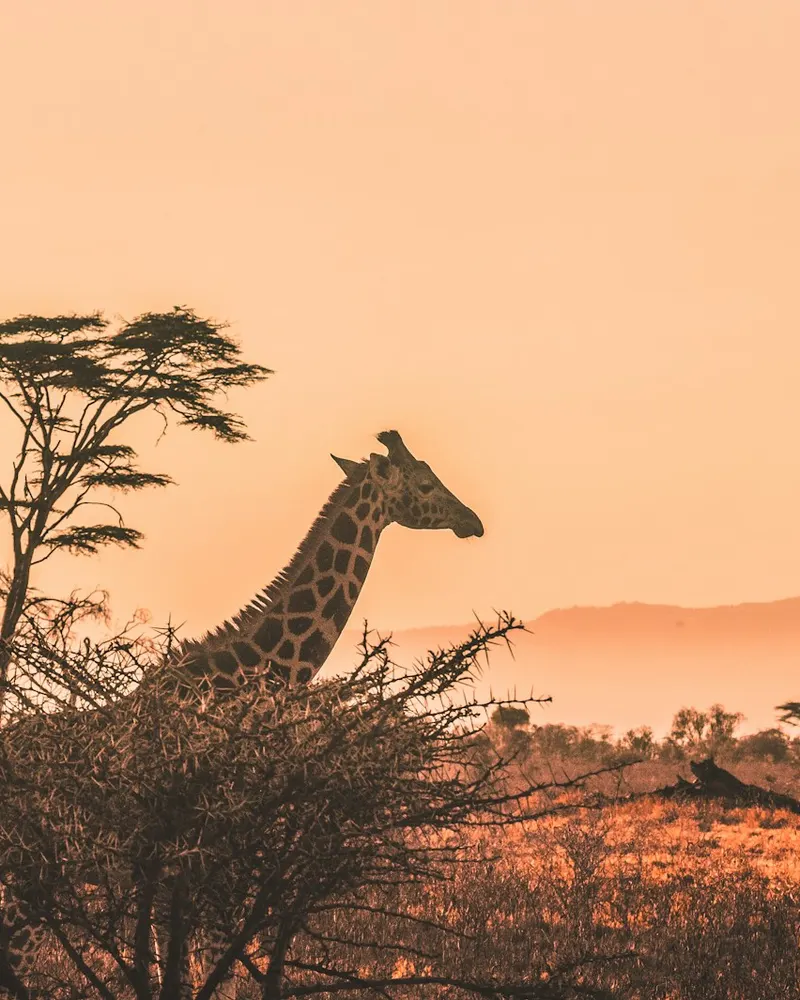 A giraffe standing behind a thorny acacia tree in a golden light landscape