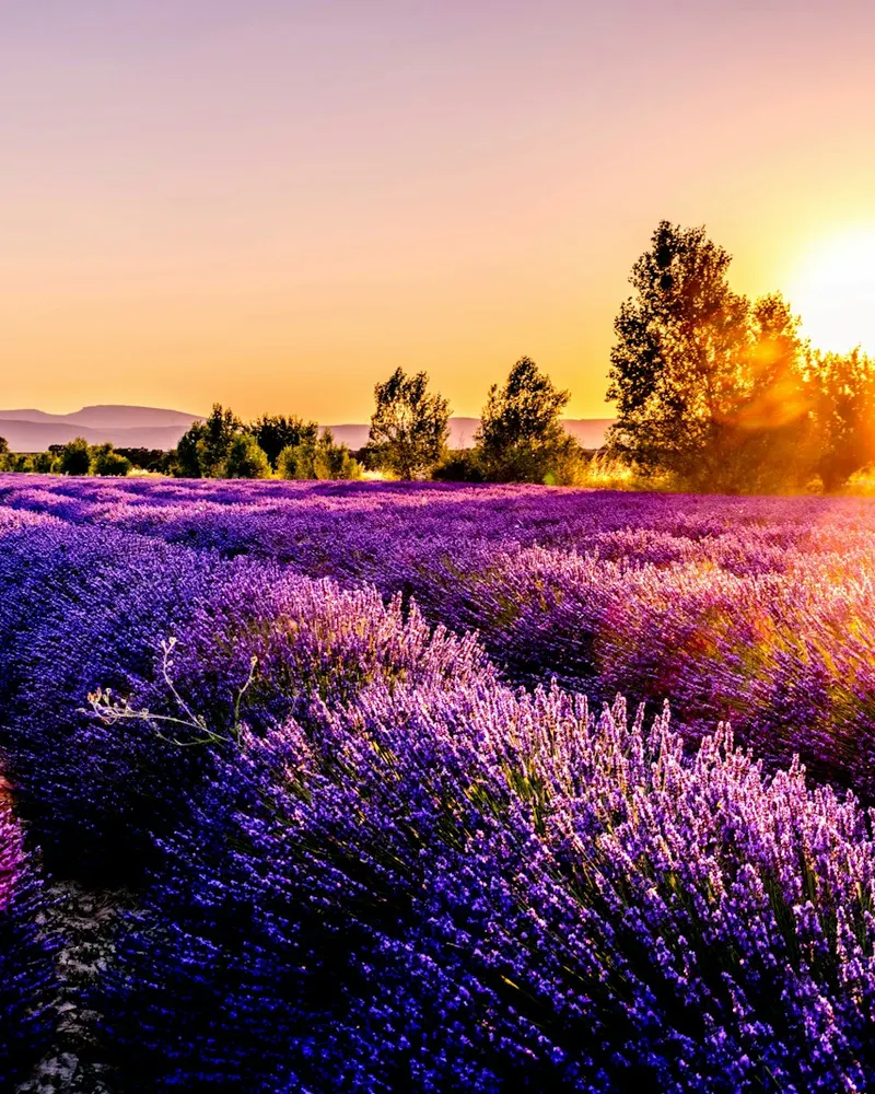 lavender field