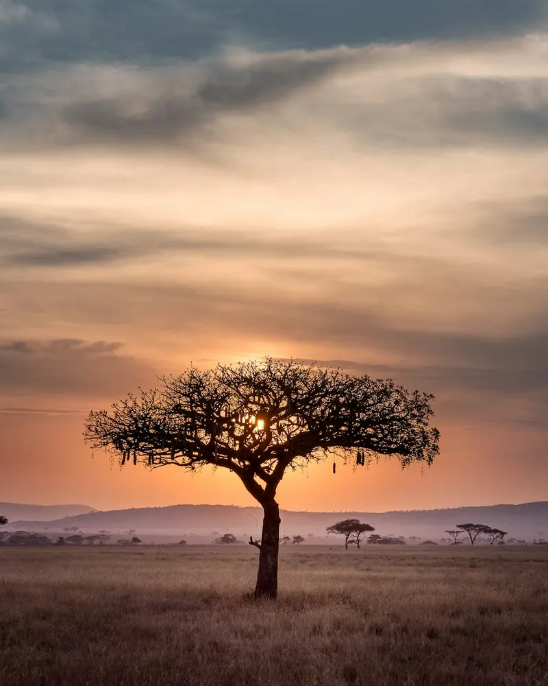 brown tree on surrounded by brown grass during golden hour