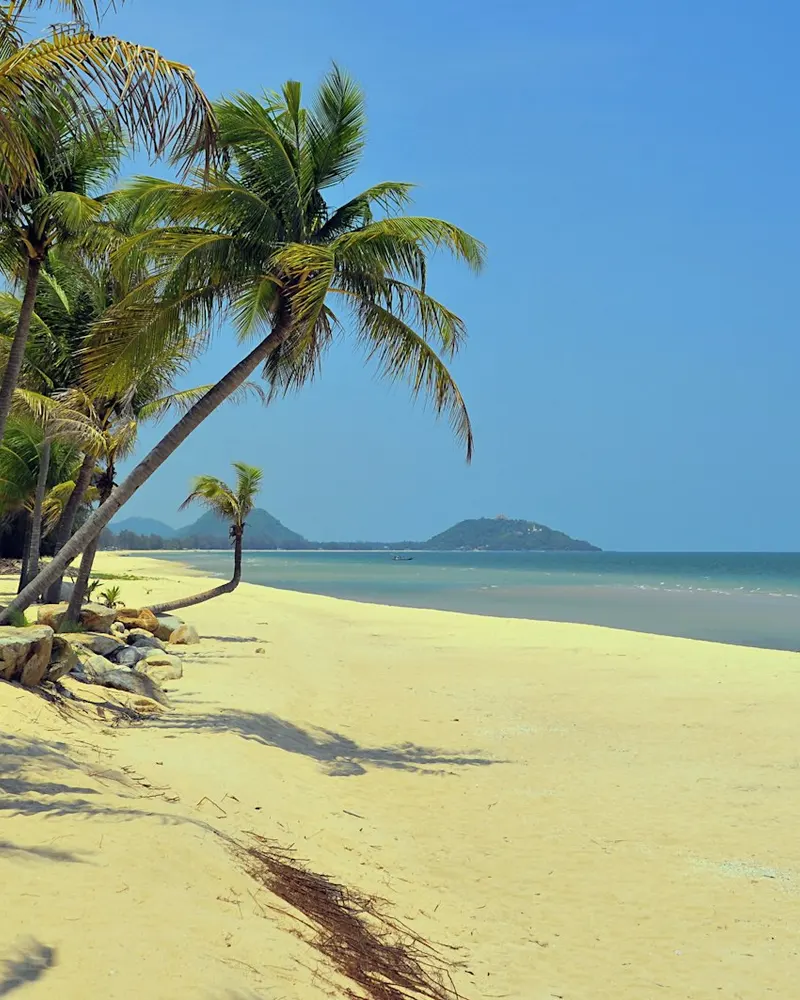 Palm tree beside a beach in Thailand