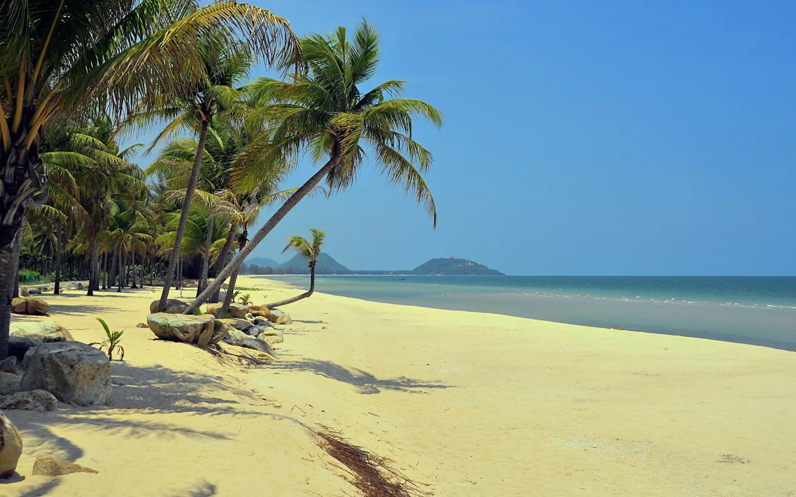 Palm tree beside a beach in Thailand